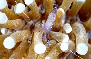 Raja Ampat 2019 - DSC07800_rc - Sarasvati anemone shrimp - Crevette sarasvati - Ancylomenes sarasvati